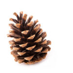 picture of pine cone for fun earth day activities to do with middle schoolers