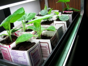 Picture of plants inside of milk carton. An Earth Day activity for middle schoolers